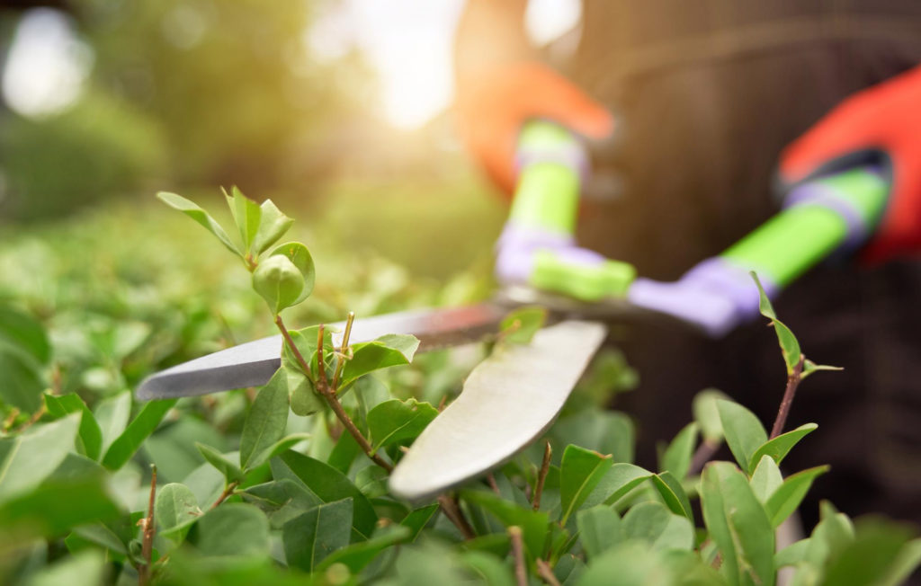 male-hands-cutting-bushes-with-big-scissors