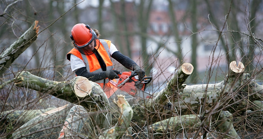 tree_removal